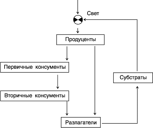 Задание №23956 ЕГЭ по Биологии